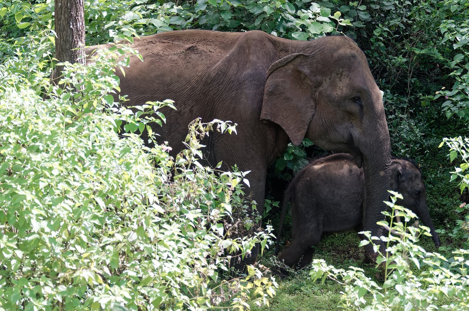 Eine wilde Elefantenkuh mit Kalb, halb verborgen im grünen Gebüsch des Hurulu Eco Park
