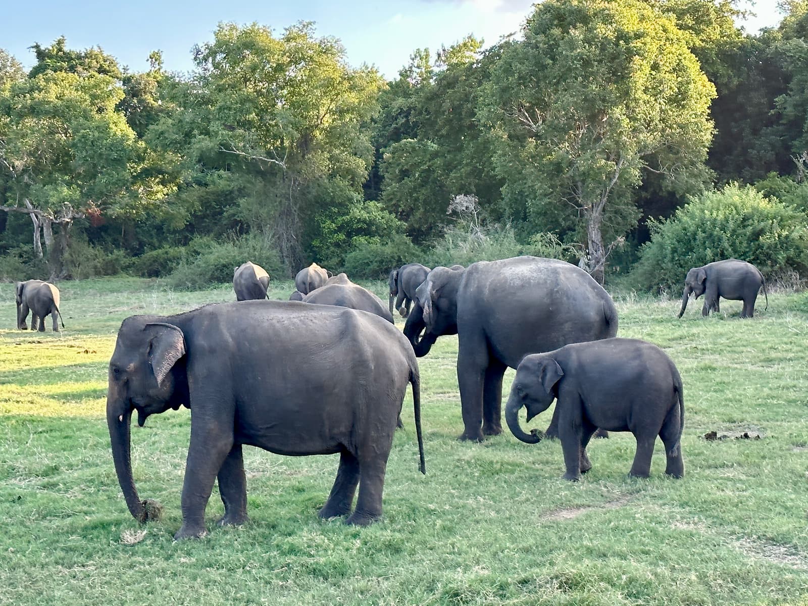 Elefanten verschiedenen Alters grasen auf einer grünen Lichtung im Kaudulla-Nationalpark