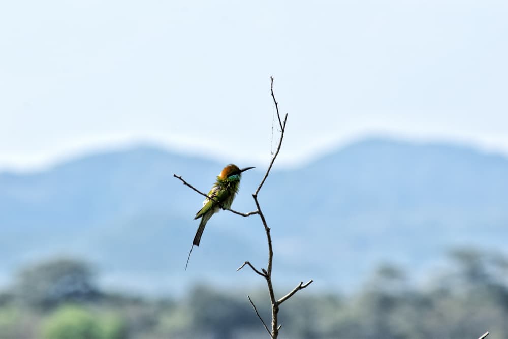 A green bee-eater perched on a bare branch in Minneriya National Park