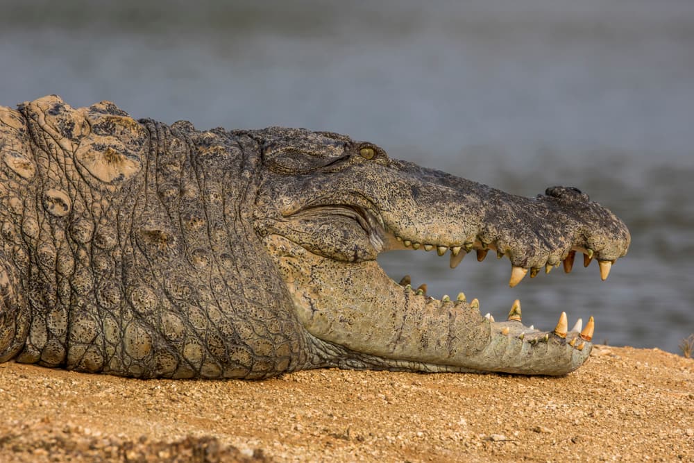 Close-up of a mugger crocodile, a species found in the tanks of the dry zone