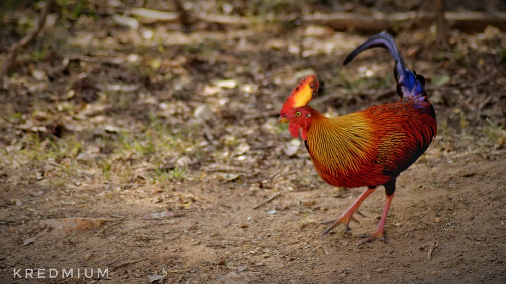 A male Sri Lanka junglefowl, the country’s endemic national bird