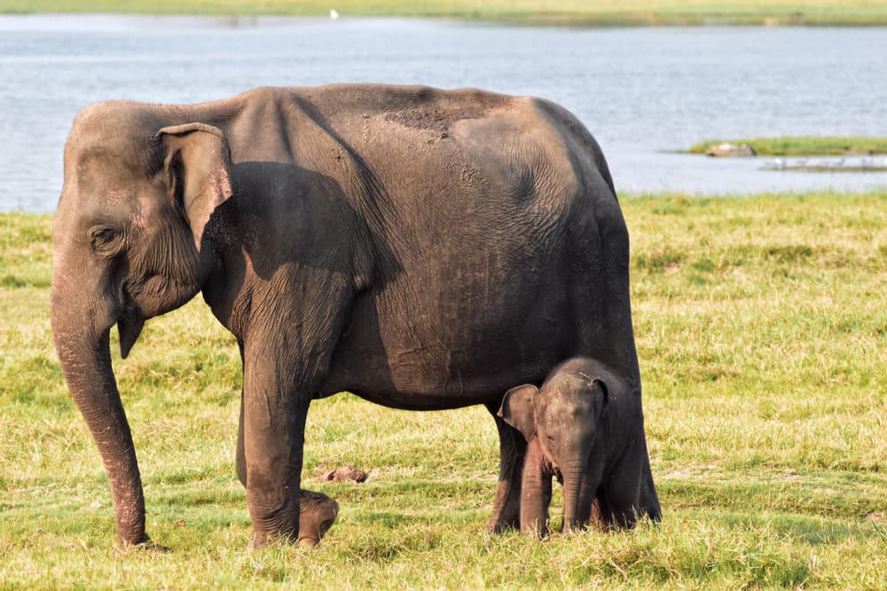 Eine Elefantenkuh mit Kalb steht am Wasser im Gras von Minneriya