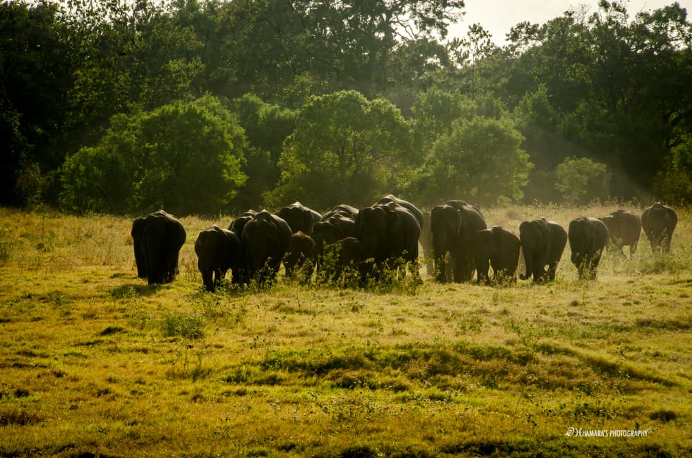 Eine lange Reihe wilder Elefanten durchquert das Grasland des Minneriya-Nationalparks
