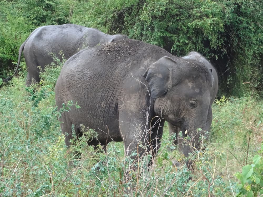 Eine Elefantenfamilie frisst zwischen grünen Büschen im Kaudulla-Nationalpark