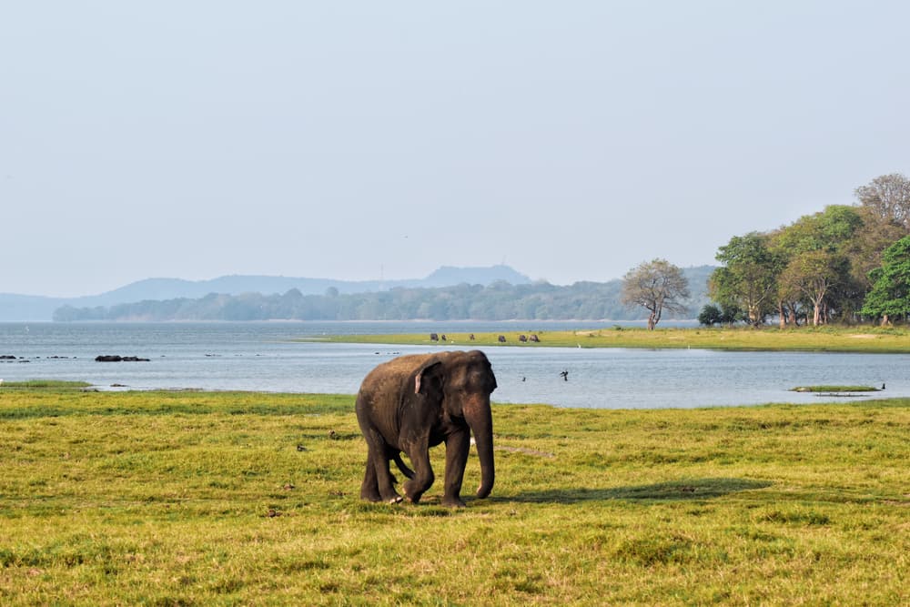 Ein einzelner Elefant läuft über das Gras am Minneriya-Stausee